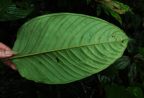 Anthurium amoenum, lower abaxial leaf blade with deeply impressed midrib and continuous regular submarginal vein, Mashpi FR, Pichincha, Ecuador.