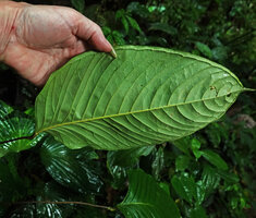 Anthurium amoenum, lower leaf surface with prominently raised veins, Mashpi FR, Pichincha, Ecuador.