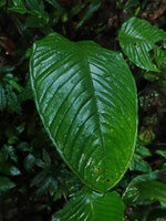 Anthurium amoenum, shiny upper leaf blade, Mashpi FR, Pichincha, Ecuador.