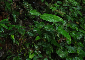 Anthurium amoenum, terrestrial with long, narrow, erect purple petioles and horizontally displayed blade, Mashpi FR, Pichincha, Ecuador