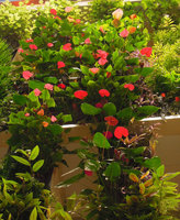 Anthurium andreanum hybrids on the Beach Sutes Vertical Garden, Sofitel Palm Jumeirah, Dubai