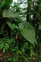 Anthurium cf. dolichostachyum, red spadix and whitish spathe, Mashpi FR, Ecuador.