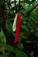 Anthurium cf. dolichostachyum, red spadix, Mashpi FR, Ecuador.