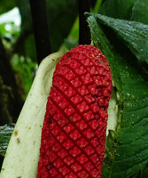 Anthurium cf. dolichostachyum, red tepals, Mashpi FR, Pichincha, 1000 m asl, Ecuador