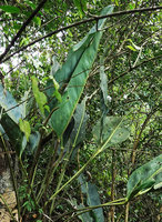 Anthurium cf. parvispathum, leaves, inflorescences and infructescences, Chicaman, Quiche, Guatemala
