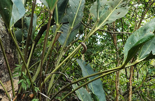 Anthurium cf. parvispathum, petioles leaf bases, inflorescence and infructescence, Chicaman, Quiche, Guatemala