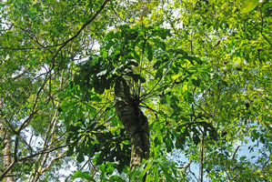 Anthurium clavigerum, Osa, Costa Rica