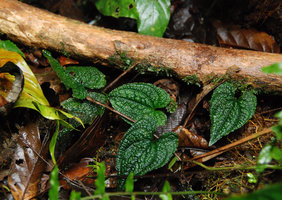 Anthurium clidemioides, La Selva, Costa Rica