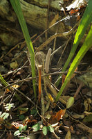 Anthurium cubense, inflorescences, Las Terrazas, Cuba