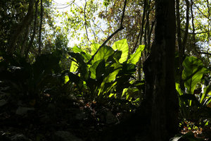 Anthurium cubense on limestone rocks, Las Terrazas, Cuba