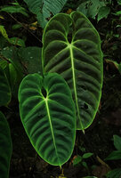 Anthurium esmeraldense, velvety leaves with narrow acumen, Mashpi FR, Pichincha, Ecuador