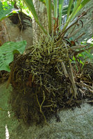 Anthurium fendleri, individual fixed to the rock due to the dense network of the root system trapping leaf litter,Tayrona NP, Magdalena, Colombia
