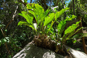 Anthurium fendleri, saxicolous habitat in dry coastal forest,Tayrona NP, Magdalena, Colombia