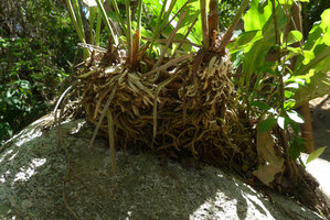 Anthurium fendleri, stem bases with thick downward orientated roots,Tayrona NP, Magdalena, Colombia