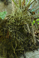 Anthurium fendleri, young upward growing roots impaling and trapping leaf litter and older roots growing in all directions,Tayrona NP, Magdalena, Colombia