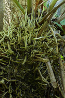 Anthurium fendleri, young upward growing roots impaling and trapping leaf litter,Tayrona NP, Magdalena, Colombia