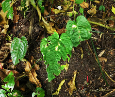 Anthurium flexile, Mirador Rey Tepepul, Lake Atitlan, Guatemala