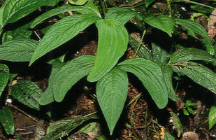 Anthurium furcatum, shiny velvety upper leaf surface due to lens dome shaped epidermal cells, Puyo, Ecuador