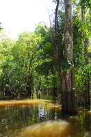 Anthurium jenmanii, epiphytic in igapo forest, Manaos, Amazonas, Brazil