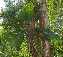 Anthurium jenmanii, epiphytic rosette base and root details,  in igapo forest, Manaos, Amazonas, Brazil