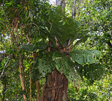 Anthurium jenmanii, epiphytic rosette  in igapo forest, Manaos, Amazonas, Brazil
