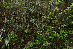 Anthurium lucens in habitat, on vertical rock bank, Chiquibul NP, Belize