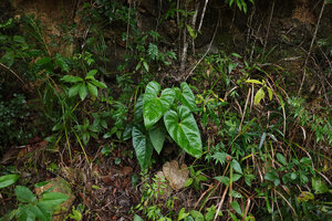 Anthurium lucens on vertical rock bank, Chiquibul NP, Belize