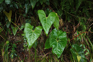 Anthurium lucens on vertical rock bank, inflorescence on the right, Chiquibul NP, Belize