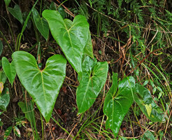 Anthurium lucens on vertical rock bank, withering inflorescence on the right, Chiquibul NP, Belize