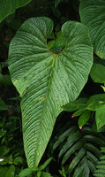 Anthurium melampyi, leaf, Mashpi FR, Pichincha, Ecuador