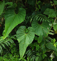 Anthurium melampyi, Mashpi FR, Pichincha, Ecuador