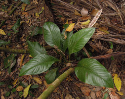 Anthurium oxycarpum, terrestrial among leaf litter, Inkaterra, Madre de Dios, Peru
