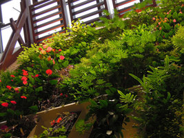 Anthurium, Philodendron, Columnea, Polypodium on the Beach Suites Vertical Garden, Sofitel Palm Jumeirah, Dubai