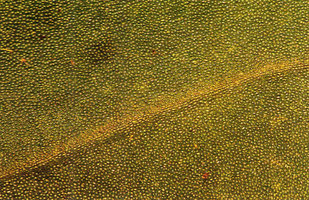 Anthurium sagittatum, upper leaf surface with transparent lens dome shaped epidermal cells focusing the light on some chloroplasts of the green underlying cell layer, CNRS Nouragues field station, French Guyana