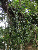 Anthurium scandens epiphytic on a tree branch in the summit forest of Pan de Azucar, Rio de Janeiro, Brazil