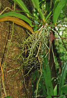 Anthurium sp., epiphytic with upward roots, Osa, Costa Rica