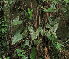 Anthurium acutum on vertical earth bank, Sao Bonifacio, Santa Catarina, Brazil