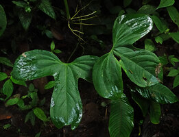 Anthurium truncicola, Mashpi FR, Pichincha, Ecuador 