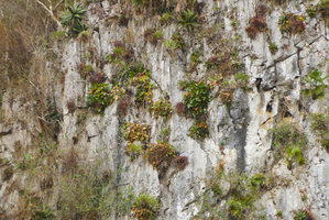 Anthurium venosum, Hohenbergia penduliflora, Tillandsia spp. Leucothrinax morrisii and Agave attenuata on vertical limestone cliff of the mogotes, Valle de Vinales, Cuba