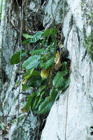 Anthurium venosum on its vertical limestone cliff of the mogotes, Valle de Vinales, Cuba
