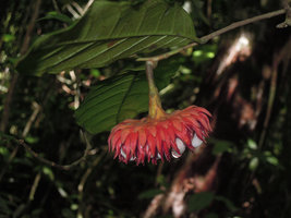 Antiaropsis decipiens, bright red bracts and white baccate dehiscent fruits, Karawari, Sepik, Papua New Guinea