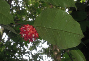 Antiaropsis decipiens, infructescence and leaf with submarginal collecting nerve, Karawari, Sepik, Papua New Guinea