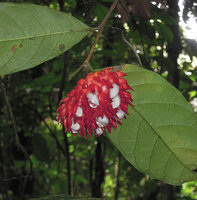Antiaropsis decipiens, white dehiscent baccate fruits among red bracts, Karawari, Sepik, Papua New Guinea
