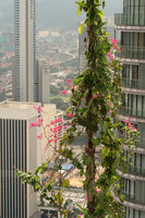 Antigonon leptopus at Le Nouvel, Kuala Lumpur, Aug. 2018