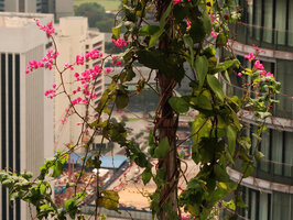 Antigonon leptopus flowering along the cables at Le Nouvel, Kuala Lumpur