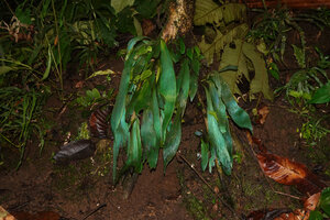 Antrophyum callifolium, contrary to other species like Begonia pavonina, the blue iridescent physical colour totally disappears when the plant is illuminated by flash light, Warsambin, Waigeo, Raja Ampat, West Papua