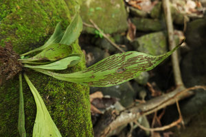 Antrophyum cf. reticulatum, sori along the main veins, Bambapuang, Enrekang, South Sulawesi