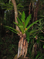 Antrophyum giganteum, Bois Blanc, La Reunion