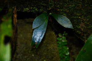 Antrophyum reticulatum, blue iridescence in fronds of an individual growing in deep shade, Mossman, Queensland, Australia