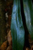 Antrophyum reticulatum, bright blue iridescence in fronds growing in deep shade, Mossman, Queensland, Australia